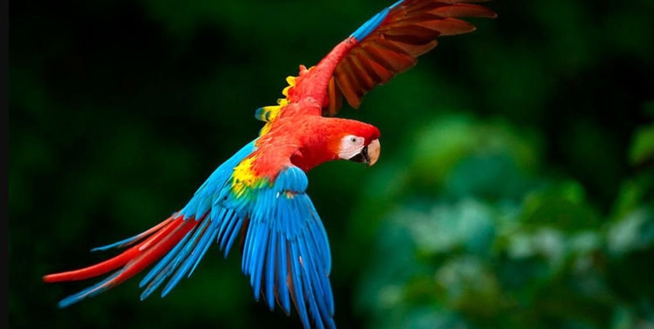 El Parque Nacional Iberá celebra el nacimiento "en libertad" de dos guacamayos rojos