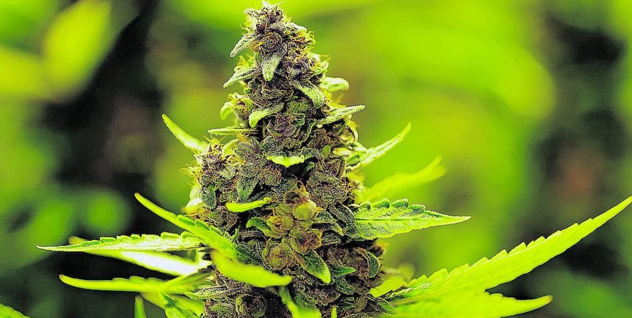 La Corte Suprema de México despenalizó el uso recreativo de la marihuana