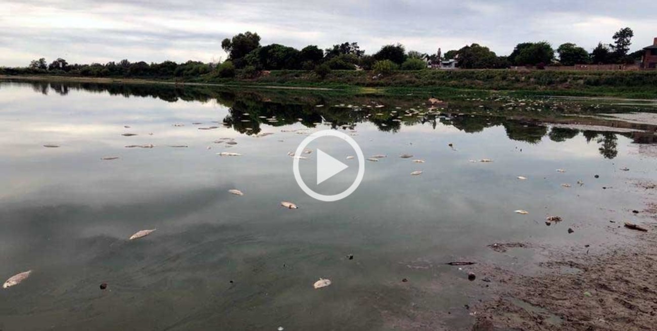 Por qué aparecieron cientos de peces   muertos en la laguna Juan de Garay