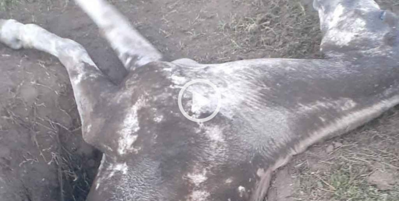 Video: rescataron a un caballo que se había caído en un pozo en Mar del Plata