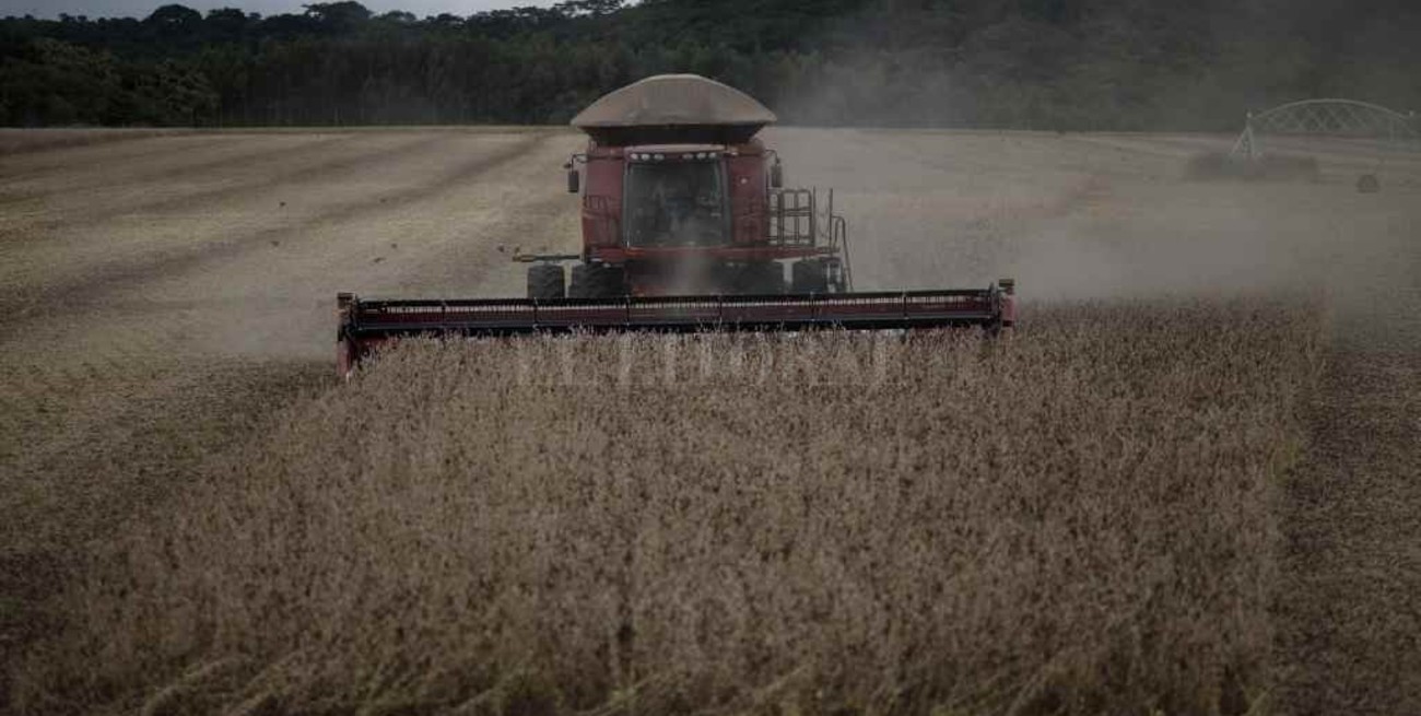 La producción de soja será la más baja en una década