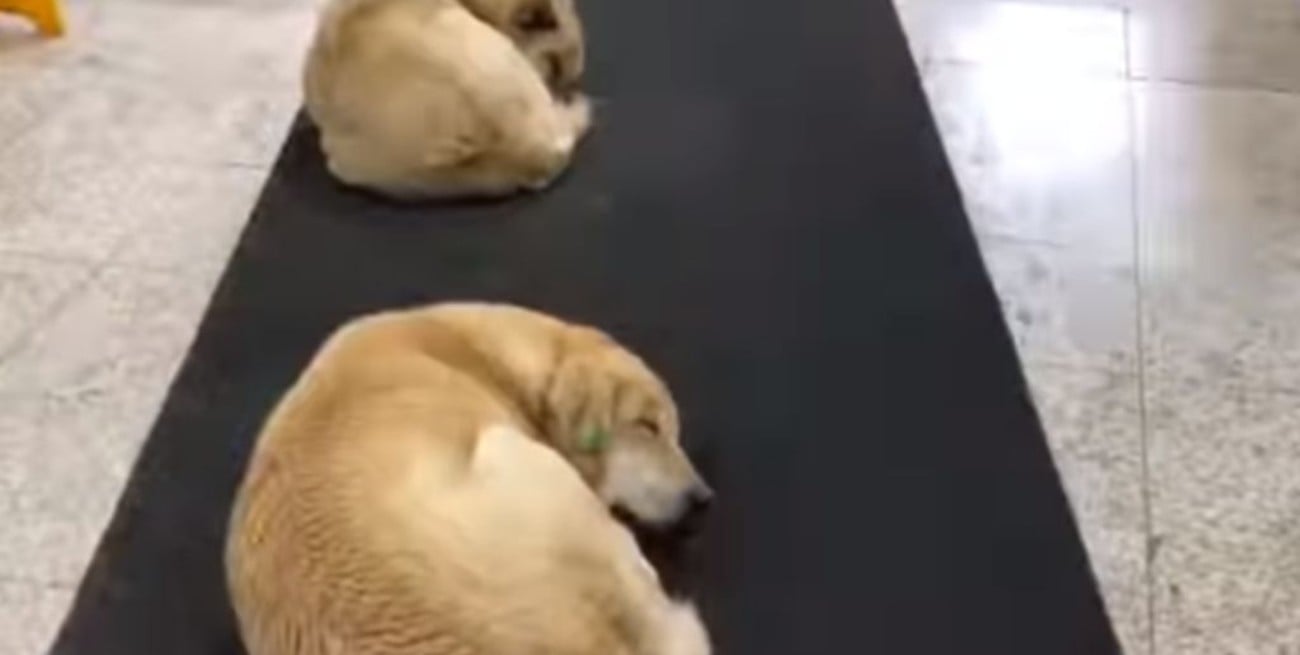 En Turquía dejan que los perros callejeros duerman en la estación de tren