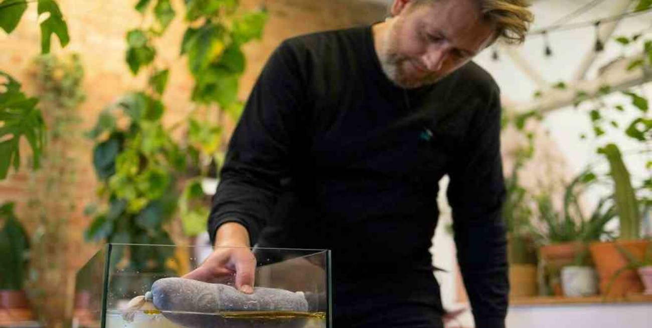 Peluqueros británicos reciclan cabello para compostaje, limpiar océanos y producir energía