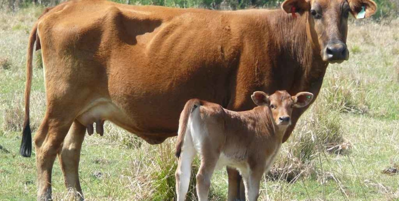 Curso sobre alimentación para la recría de vaquillonas en la cuña boscosa santafesina  