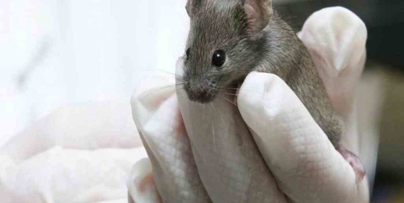 Científicas argentinas avanzan en un test para detectar la leptospirosis