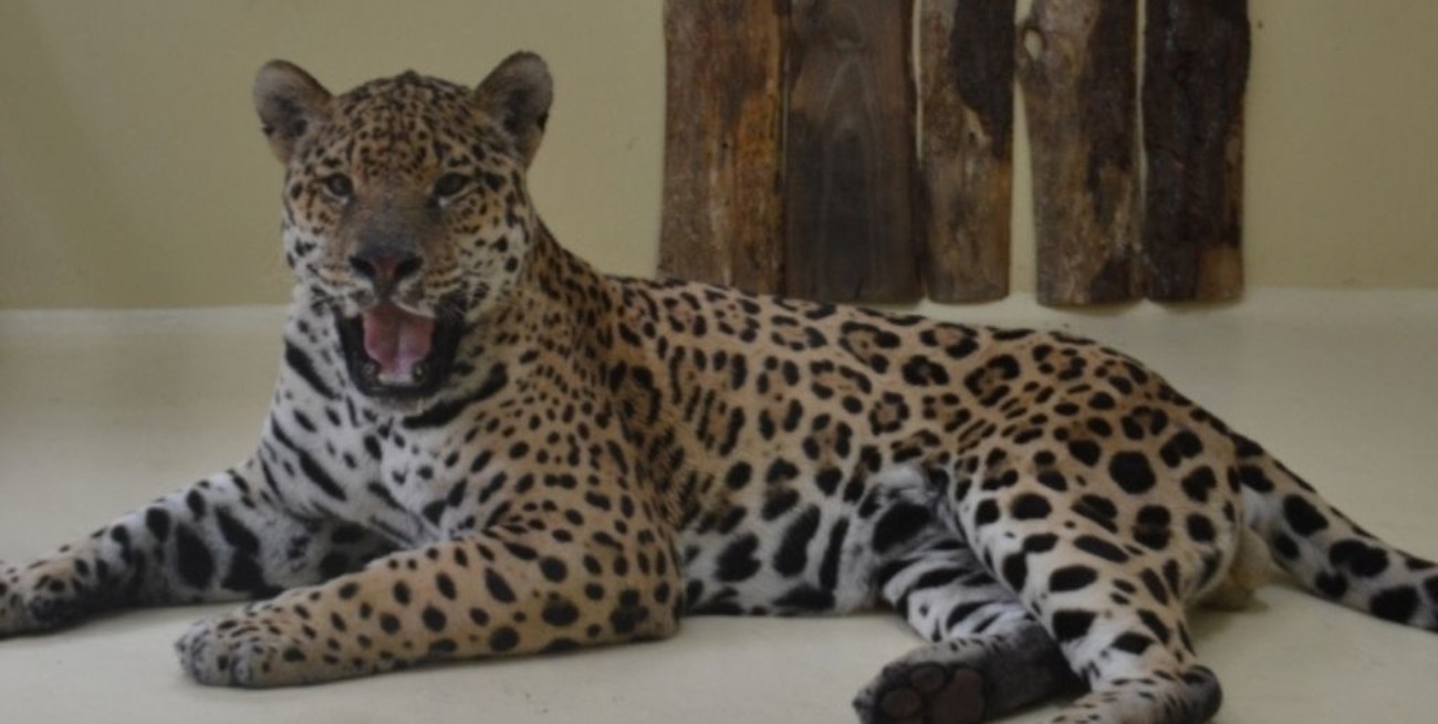 Murió el primer yaguareté que fue reintegrado en el Parque Iberá