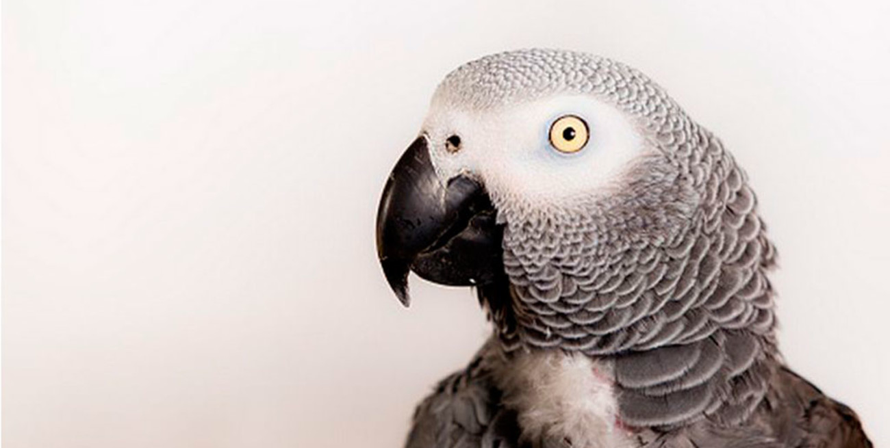 Insólito: separaron a cinco loros por insultar a los visitantes en un zoo del Reino Unido