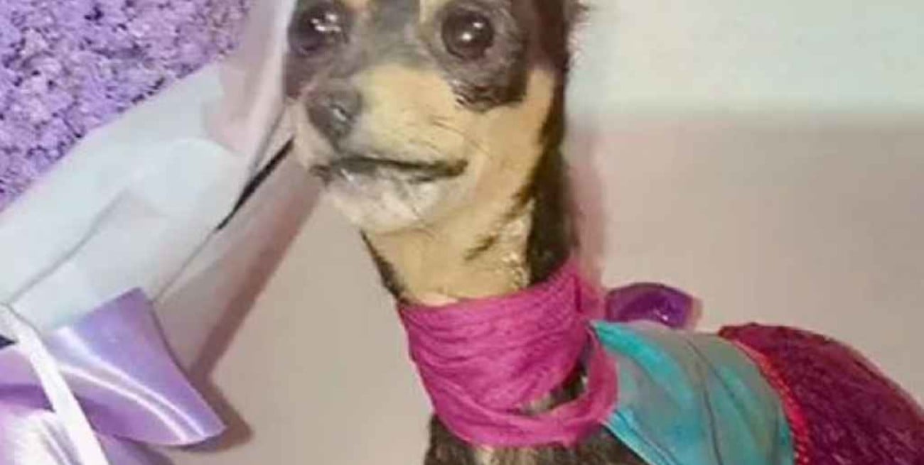 Embalsamó a su perro para no extrañarlo pero quedó con otra cara