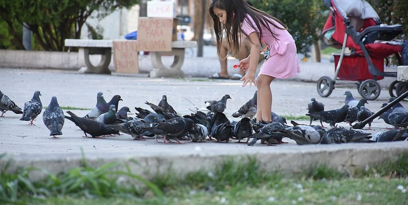 Por el derecho de las palomas