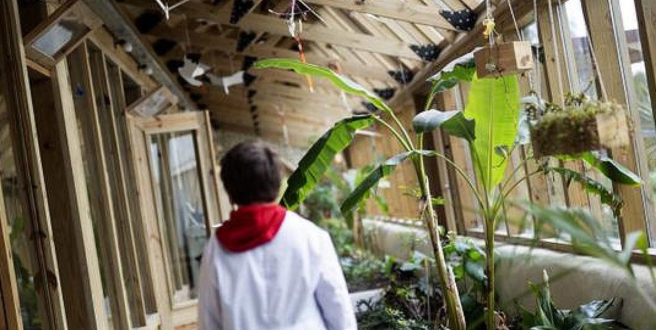 Día Mundial de la Educación Ambiental: por qué se celebra hoy y qué acciones desarrolla la Argentina y Santa Fe