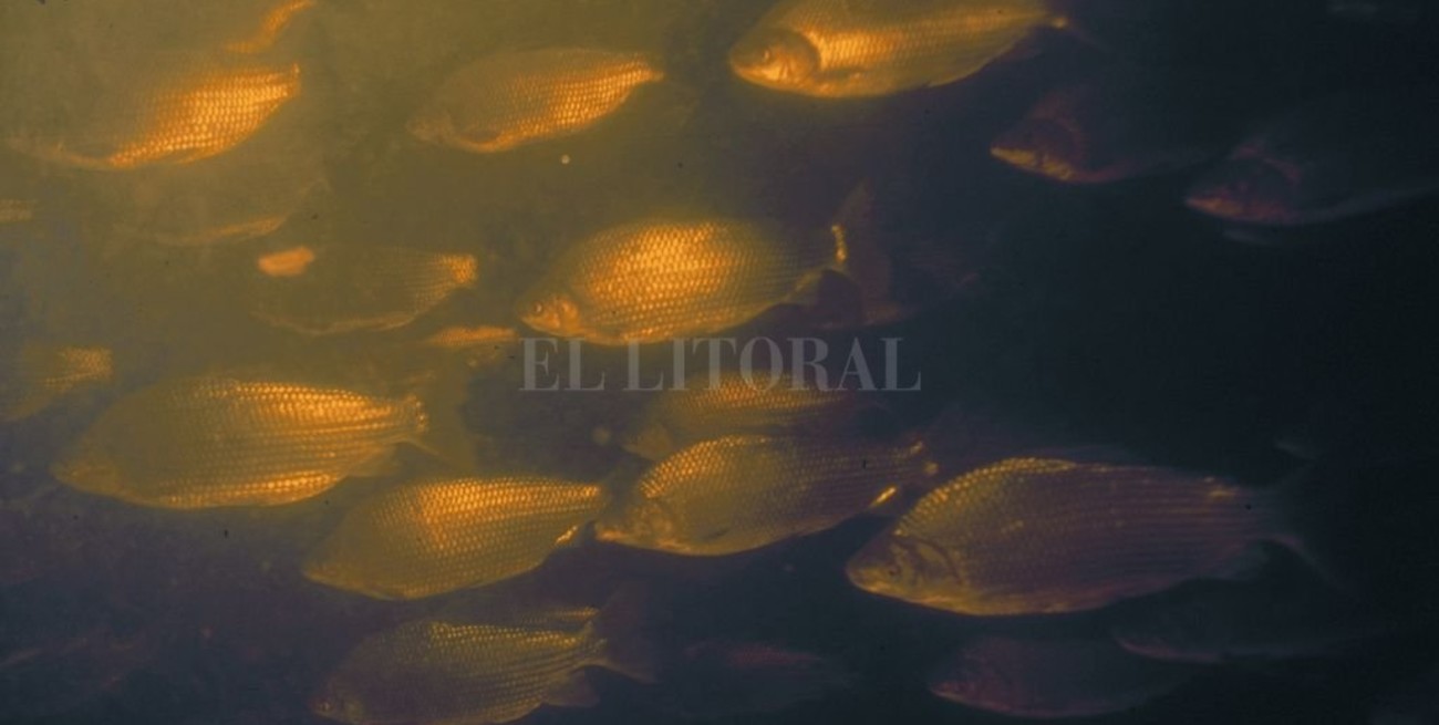 Los peces en un escenario inédito y en la encrucijada por sobrevivir