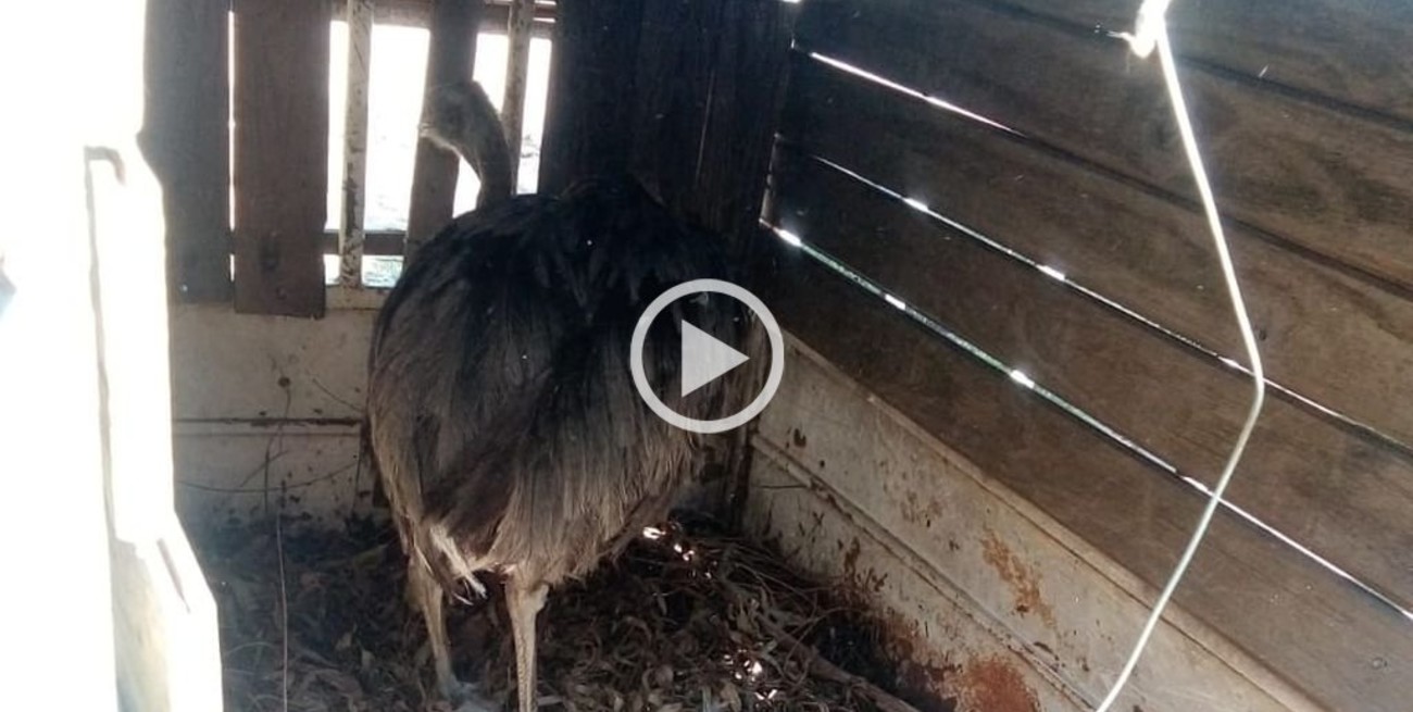 Video: insólito rescate de ñandúes en un domicilio particular de la ciudad de Santa Fe