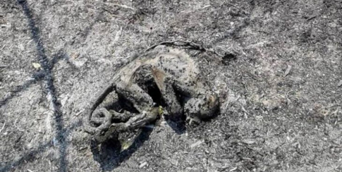 Se quemó el parque natural San Cayetano y murieron todos los animales