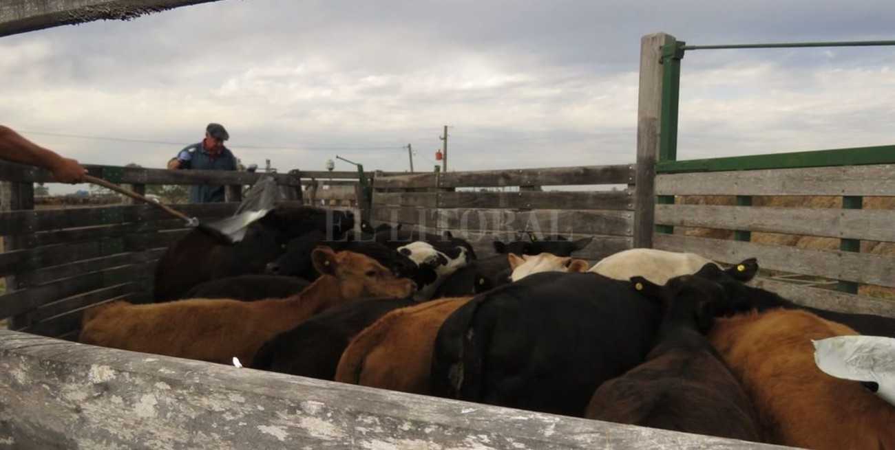 SENASA refuerza la frontera norte 