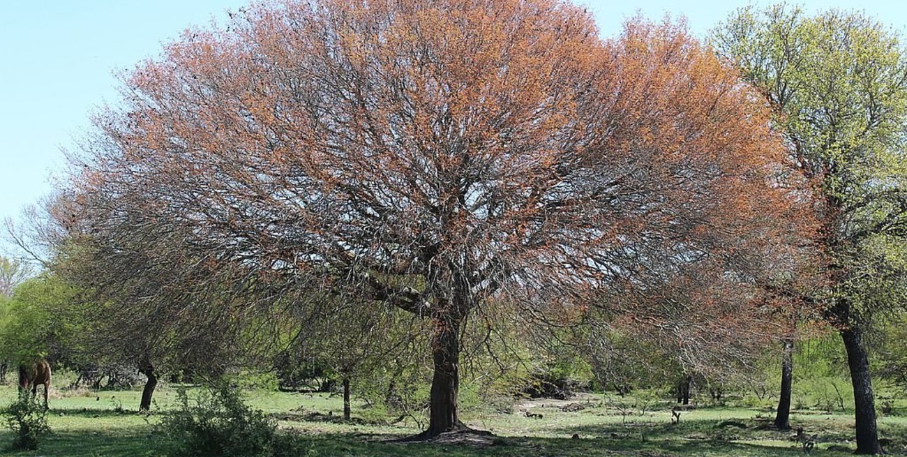 Los árboles de mi tierra, Santa Fe