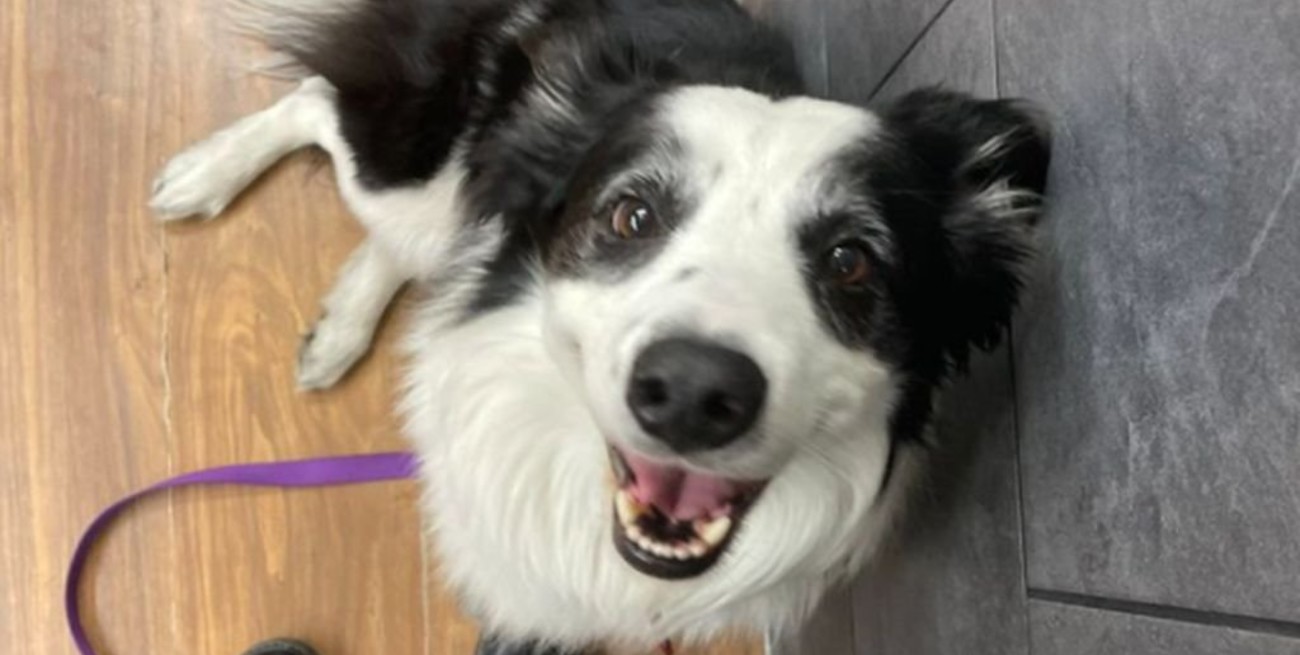 La travesía de Kobe, el perrito que se extravió en una aerolínea mexicana y se convirtió en viral