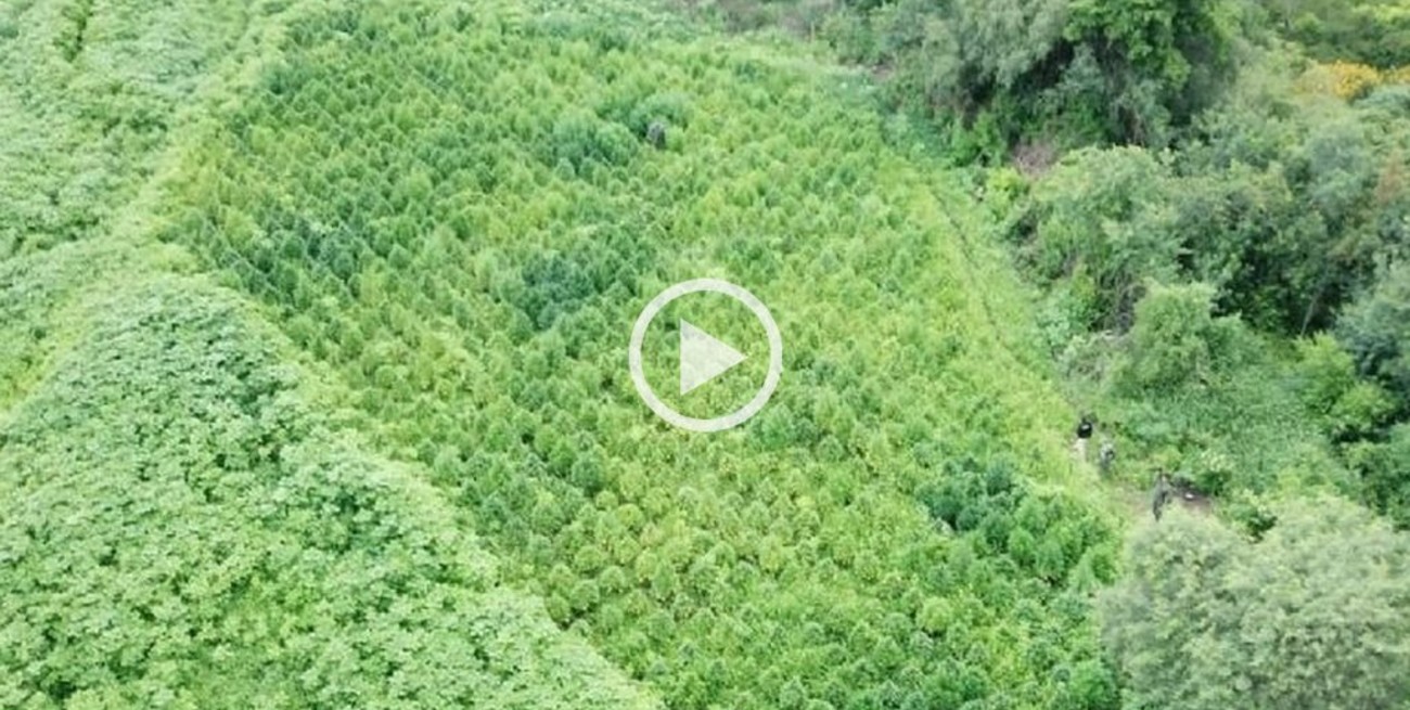 Video: hallaron una "selva" de marihuana oculta en Salta