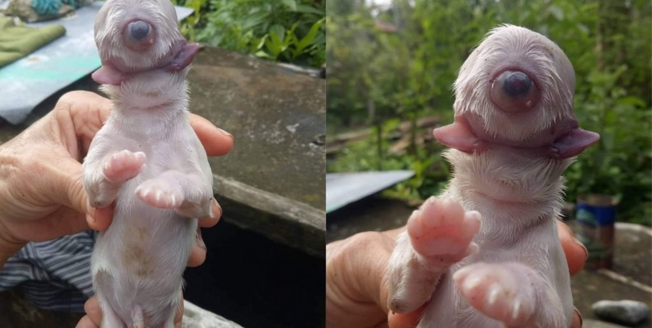 Cíclope, el extraño perro que nació con solo un ojo  en la frente, sin nariz y con dos lenguas