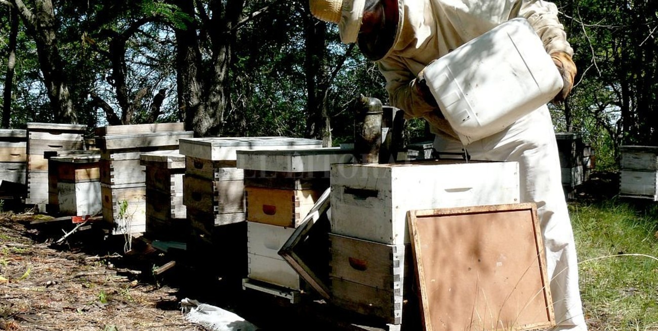 Asistencia a los apicultores