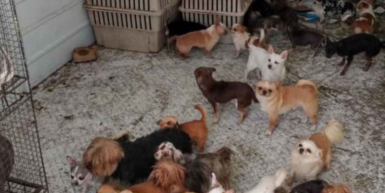 Córdoba: rescataron 83 perros de raza maltratados en un criadero