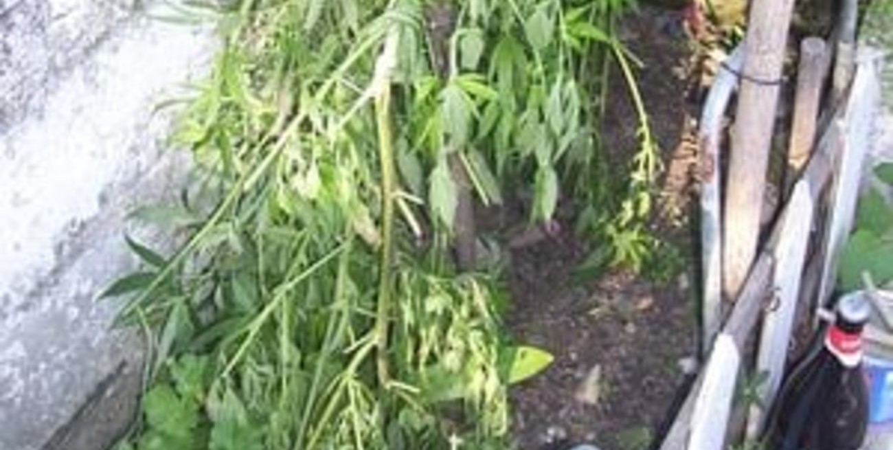 Apareció otra "plantita", esta vez en Villa Constitución