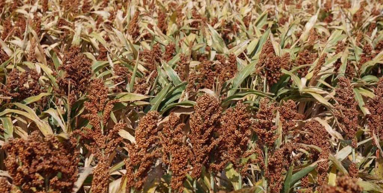 Creció la siembra y la producción de sorgo en Entre Ríos debido a la demanda de China