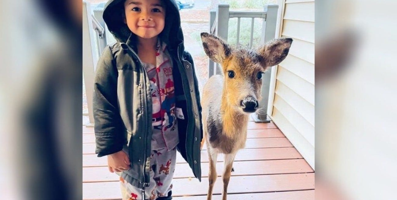 Viral: salió a pasear y regresó con un venado como mascota