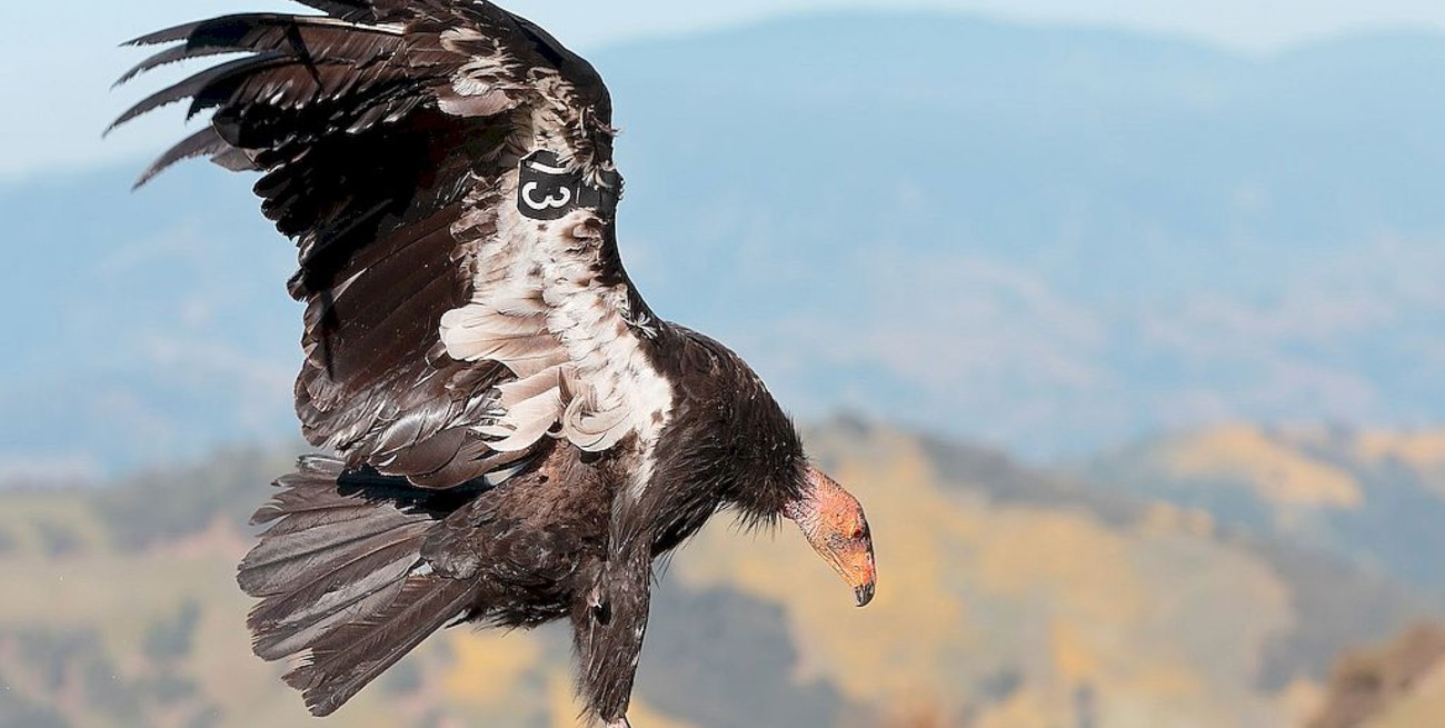 Se registraron dos nacimientos de cóndores de California por reproducción "asexual"