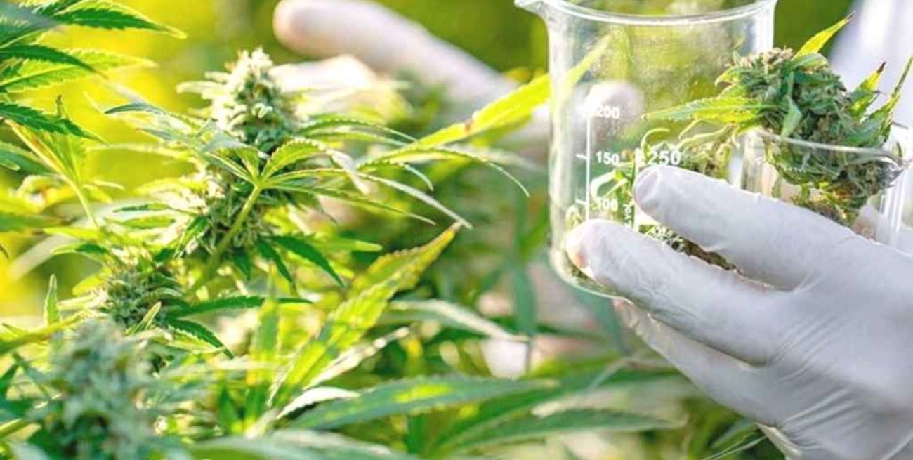 Jujuy inició la cosecha de cannabis medicinal más importante de América Latina