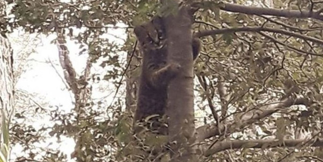 Fotografiaron a un "gato huiña" en el Parque Nacional Lanín