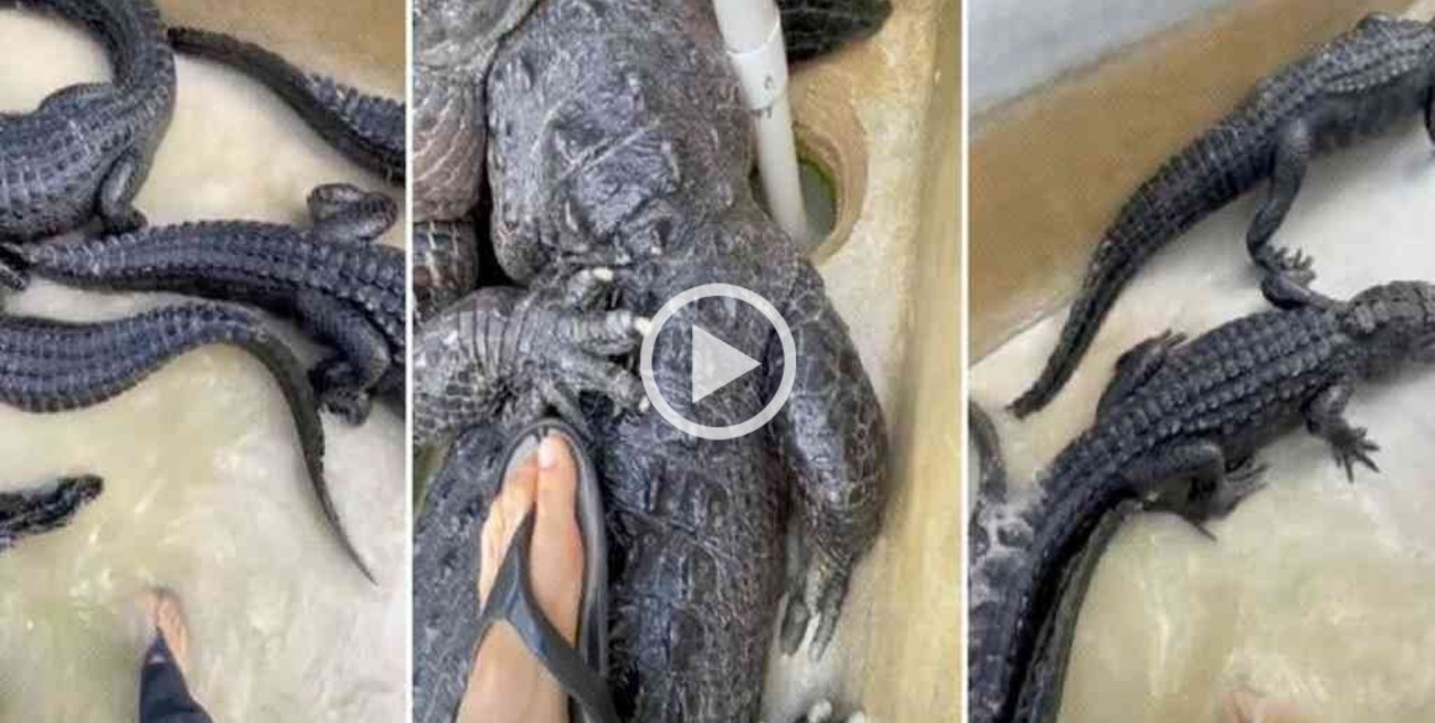 Video: un biólogo es tendencia al entrar en una piscina llena de cocodrilos