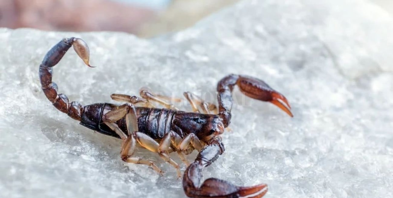 Picaduras de alacranes: cómo proteger el hogar frente a una amenaza que crece
