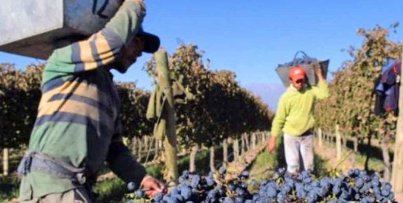 La gran performance de la vitivinicultura