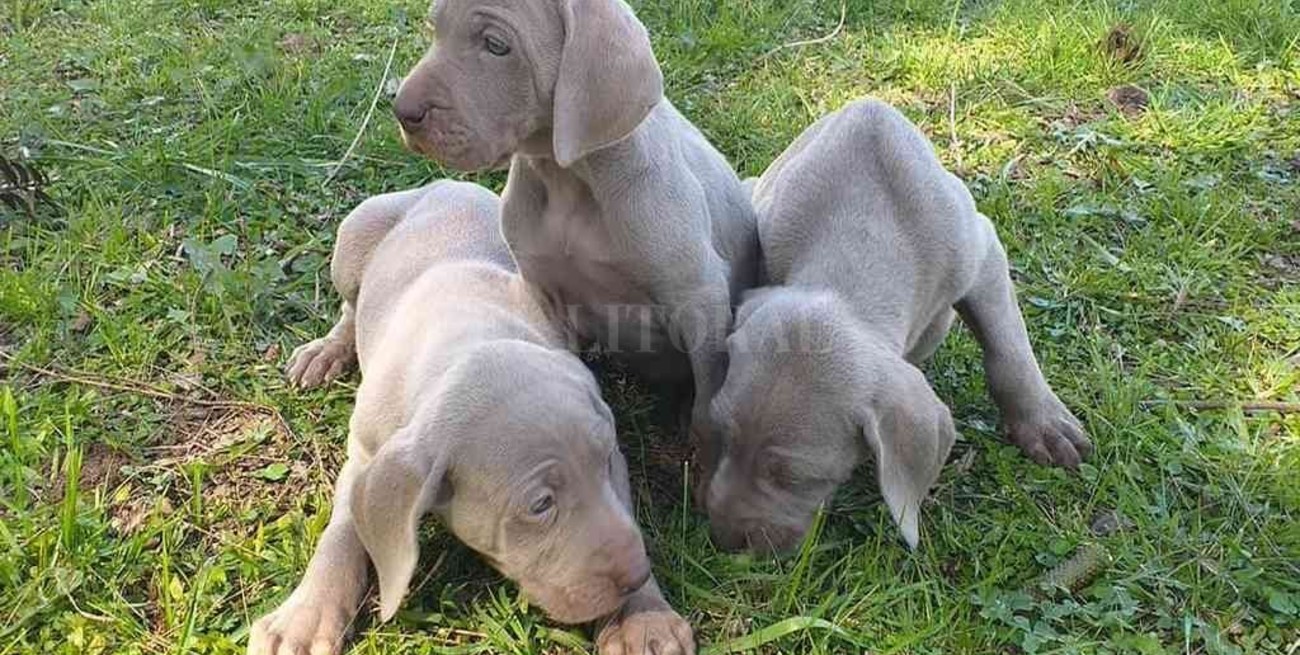 En Rosario buscan prohibir criaderos de animales para terminar con la venta ilegal