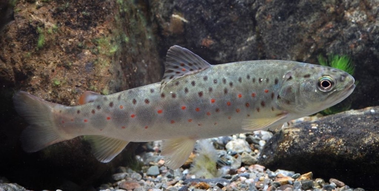 Especies de peces no nativas: un riesgo para la biodiversidad