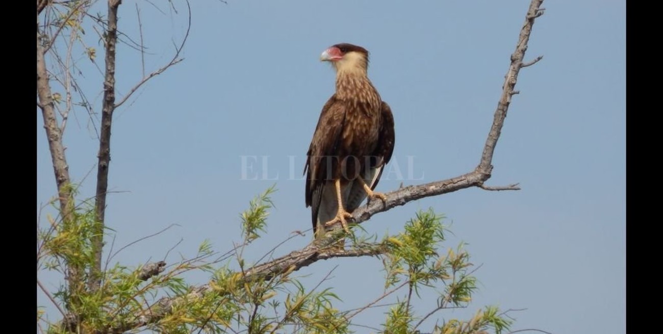 Cará Cará Aña, el río del carancho diablo
