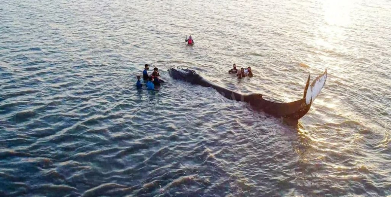 Importante aumento de varamientos de ballenas jorobadas