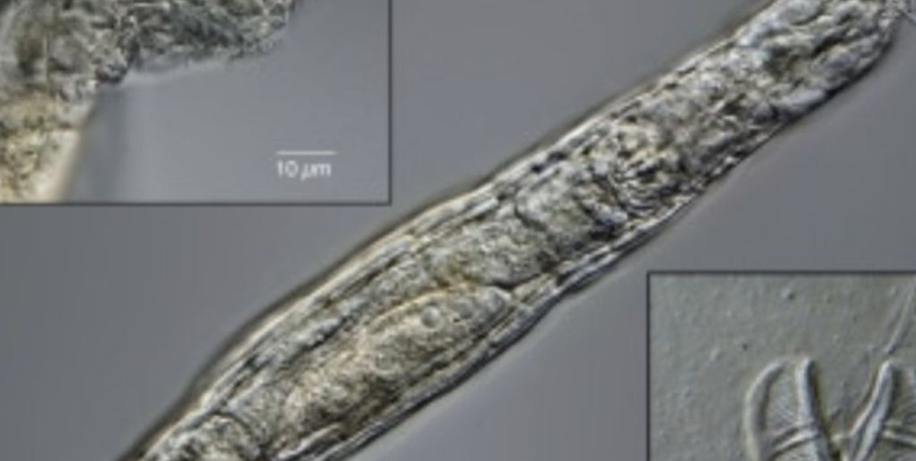 Reviven animal congelado por 24 mil años en Siberia