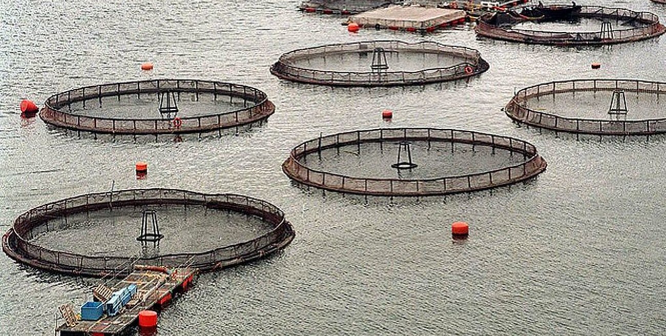 Tierra del Fuego se convirtió en el primer lugar del mundo en prohibir la cría de salmones