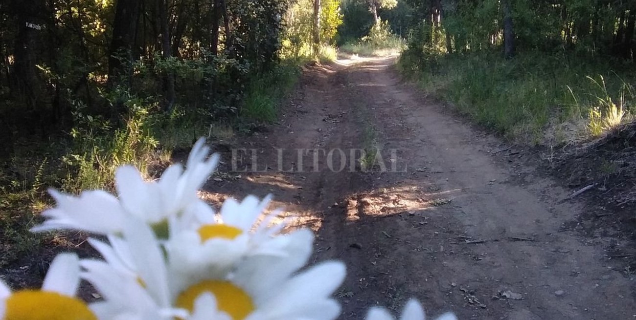 Inocentes margaritas