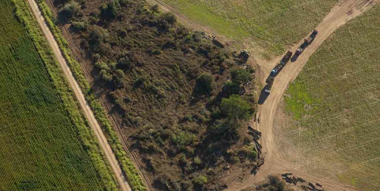 En 2021 se deforestaron más de 110 mil hectáreas en el norte argentino
