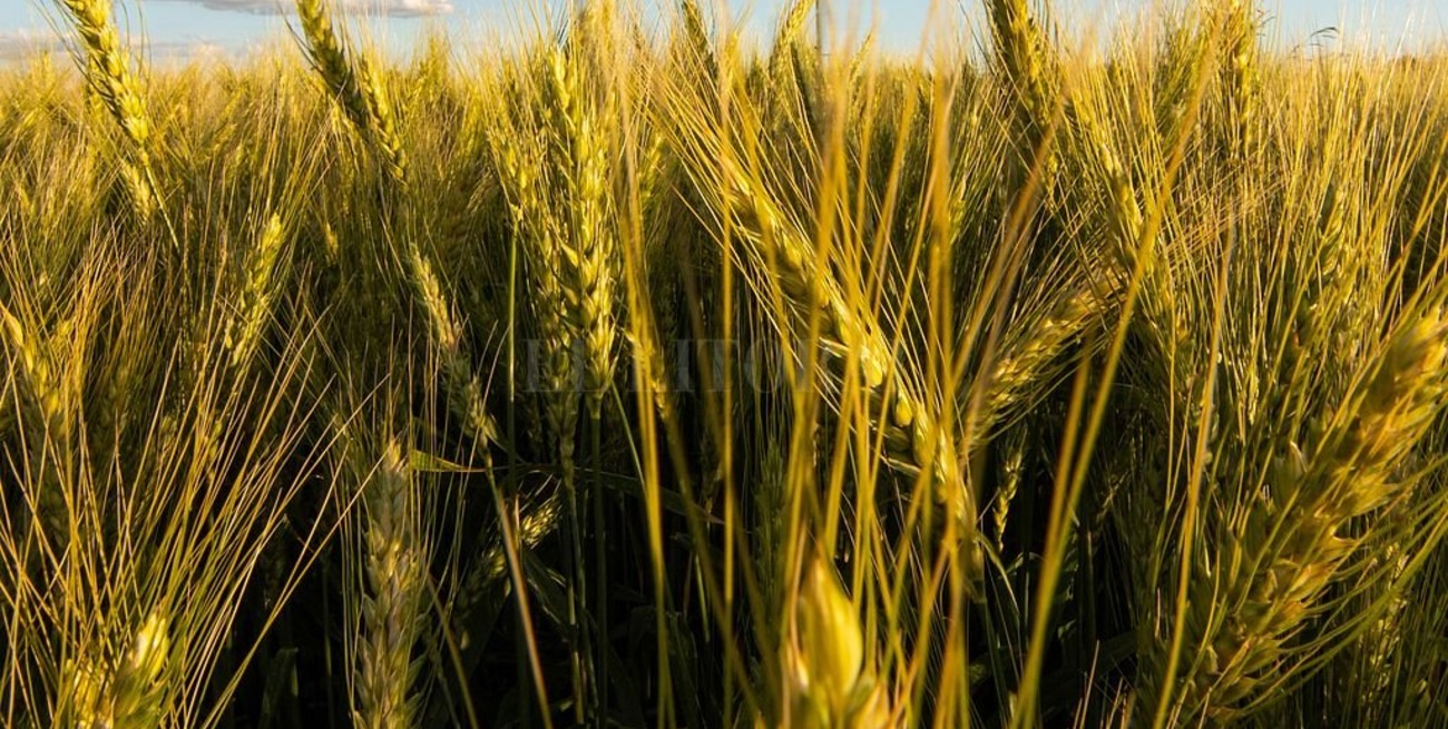 El trigo volvió a subir en Rosario y alcanzó los US$ 240