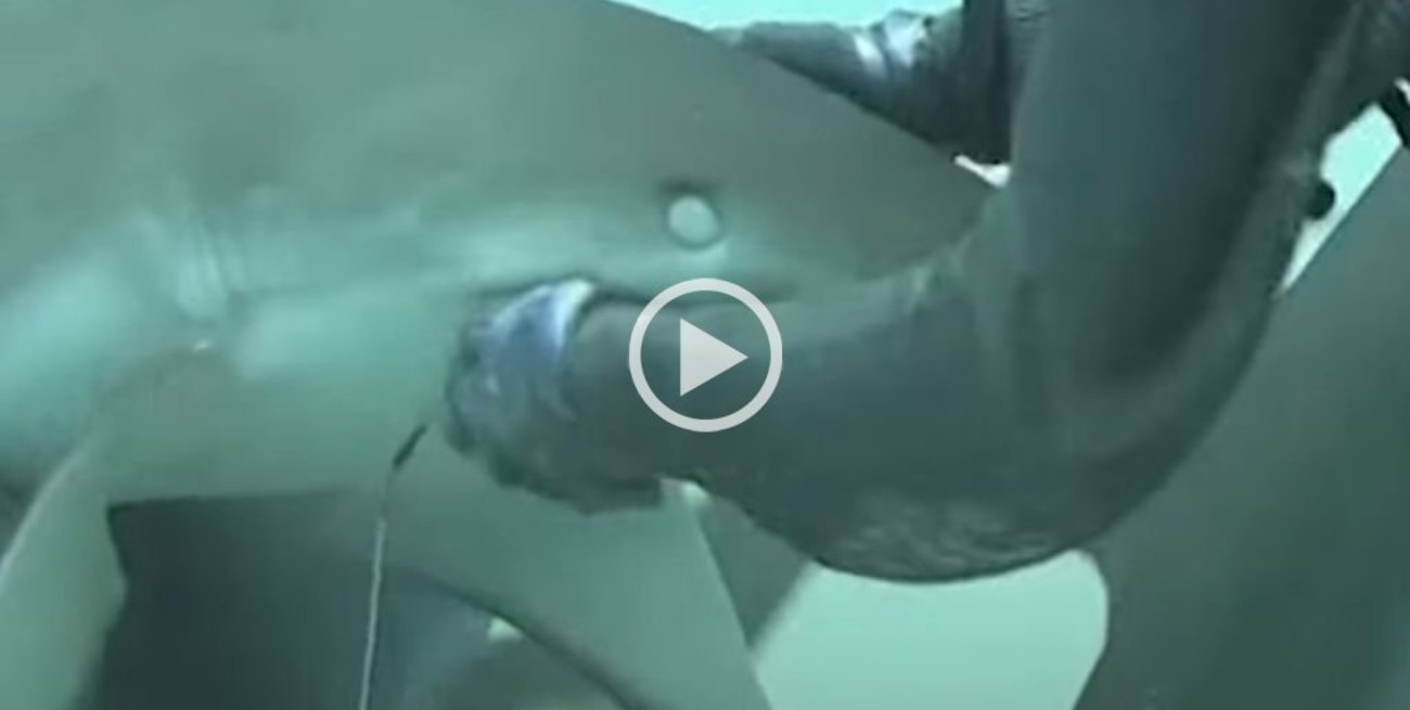 Video: una buceadora metió la mano dentro de la boca de varios tiburones