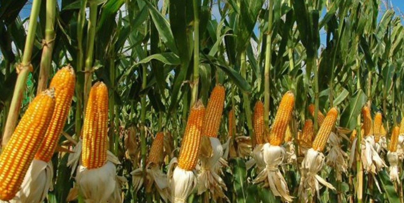 Un productor de Entre Ríos necesita más de 3 mil kilos de maíz por hectárea para cubrir costos