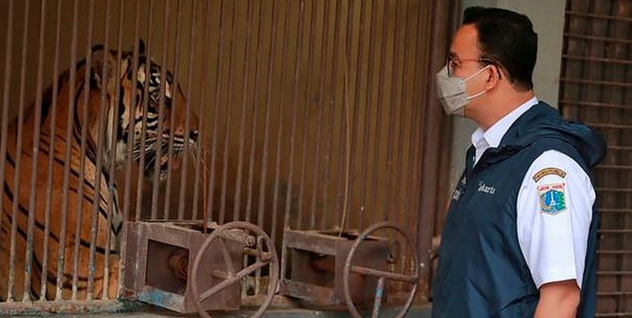 Investigan cómo se contagiaron con coronavirus dos tigres de Sumatra en Indonesia