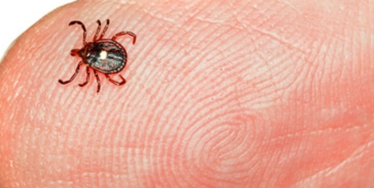 La picadura de un insecto puede causar alergia a la carne