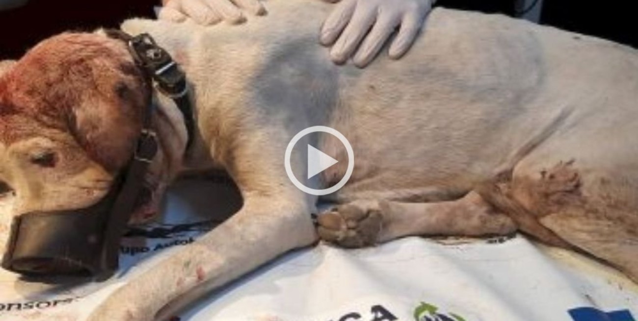 En Las Flores 1: rescataron a un perro con dos machetazos en la cabeza y tirado en un contenedor