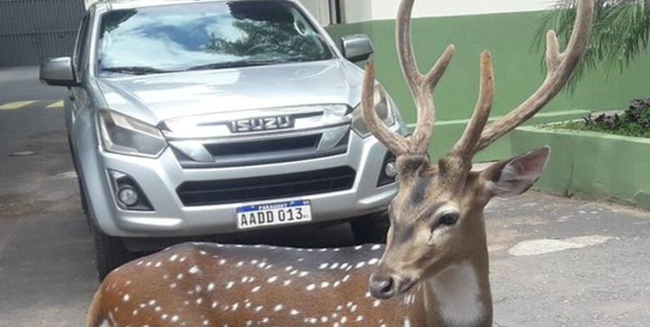 Murió un militar tras ser atacado por un ciervo en Paraguay