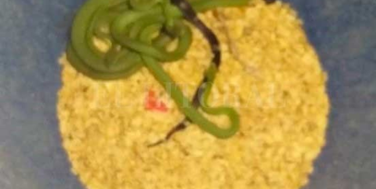 Rescataron diversos animales en cautiverio en Santa Fe y Santo Tomé