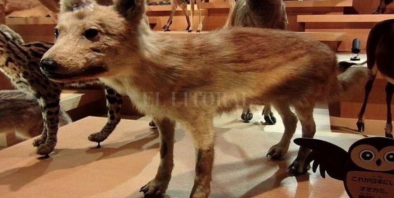 Investigadores japoneses aseguran haber hallado "es eslabón perdido" entre el lobo y el perro
